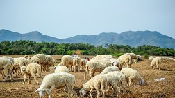 Tour Long Hải 02 Ngày 01 Đêm