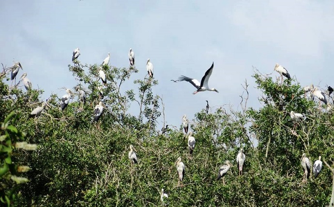 TOUR DU LỊCH ĐỒNG THÁP 2 NGÀY 1 ĐÊM