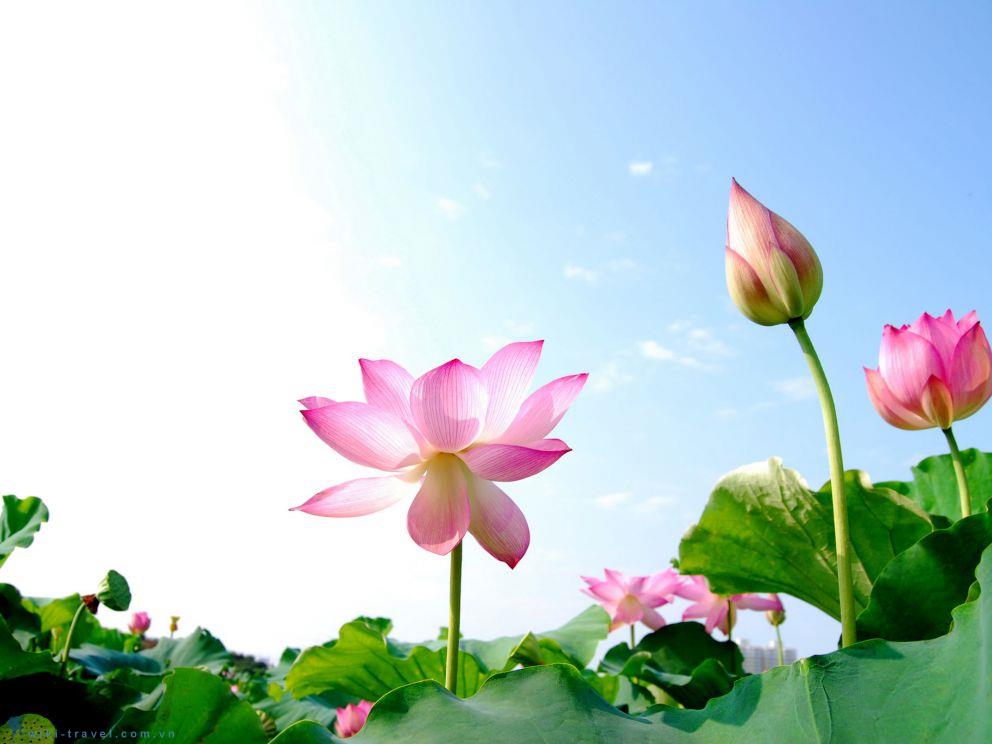 TOUR ĐỒNG THÁP 2 NGÀY 1 ĐÊM